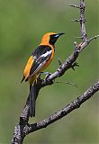 Hooded Oriole